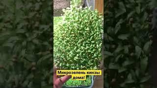 Микрозелень кинзы у себя дома! Микрозелень кориандр!