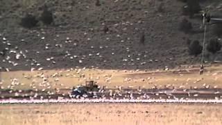 Migratory Bird Festival -- Harney County