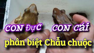 chia sẽ cách phân biệt chẫu chuộc giống  Bố mẹ (đực và cái )