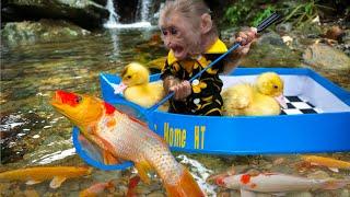 Baby monkey takes the duckling to find cute koi and goldfish to raise