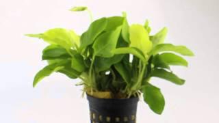 Anubias nana Gold - Aquarium Plant for Beginners