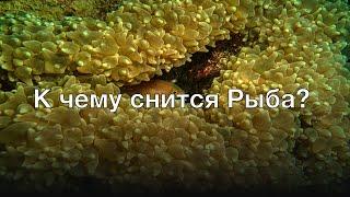 К чему снится рыба? Толкование сна и его значение по сонникам Ванги и Миллера