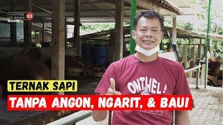 TERNAK SAPI TANPA ANGON, NGARIT, DAN BAU! KOK BISA?