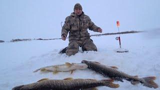 Я В ШОКЕ! МЕШОК ЩУКИ С ОДНОЙ ЛУНКИ / РЫБАЛКА ЖЕРЛИЦАМИ НА КРАЙНЕМ СЕВЕРЕ / Winter fishing