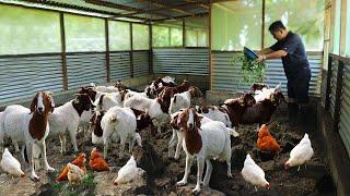 Millions of Profit from a Simple Goat Farm! How to become successful in Raising & Producing Goats!