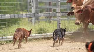 Working Dogs in Action | Australian Working Kelpie | Dogs in Slow Mo | Dogs with Jobs | Muster Dogs