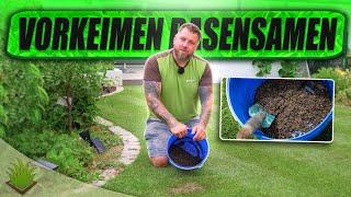 Rasensamen vorkeimen in Divot-Mix | Hummus Sand Mischung