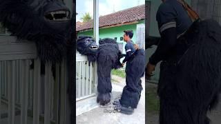 Melepas Kostum King Kong (gorila)