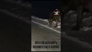 BÖYLE BİR ALFA KURT'u DEVİRMEYE KAÇ İT GEREKİR #shorts #keşfet #short #shortvideo #shortsvideo