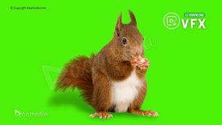 Squirrel Green Screen Video Effects ️ Free Chroma Background