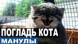 ДОБРАЛИСЬ ДО МАНУЛОВ! Как приручить манула? Как поймать дикого кота?