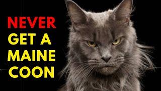 13 Reasons To Never Ever Adopt A Maine Coon Cat