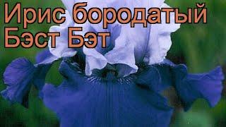 Ирис бородатый Бэст Бэт (iris germanica best bet)  обзор: как сажать, саженцы ириса Бэст Бэт