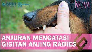 Waspada! Lakukan Cara Mengatasi Luka Gigitan Anjing Rabies dari IDAI Ini.mp4