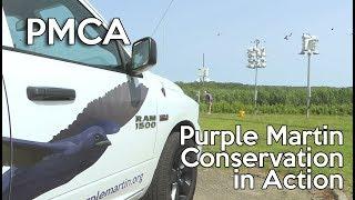 PMCA: Purple Martin Conservation in Action