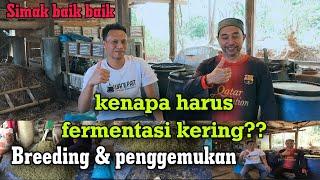 PAKAN FERMENTASI KERING UNTUK PENGGEMUKAN DAN BREEDING | ‼️KELEBIHAN DAN KEKURANGANYA‼️