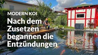 Matteos 40.000 l Koiteich mit bakteriellen Problemen | Modern Koi Blog #6911