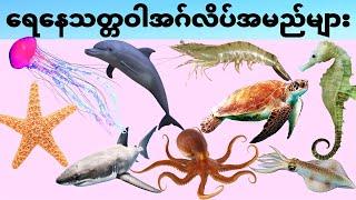 Sea animal names that you must know in english-ရေနေအကောင်လေးတွေရဲ့အမည်များ