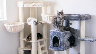 Talking About Our Cat Trees