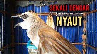 trucukan gacor TARUNG ROPEL PANJANG pancingan trucukan agar bunyi jadikan burung trucuk gacor EMOSI