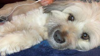 ASMR Scratches - Give my dogs pats before sleep #ASMR