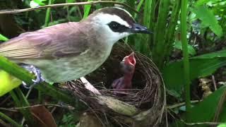 鳥の雛がトカゲに襲われる瞬間