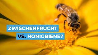 Ist die Zwischenfrucht schlecht für die Biene?