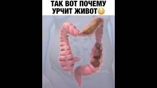 Почему урчит живот 