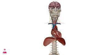 Aorta 3D || الشريان الاورطي