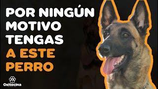 PASTOR BELGA MALINOIS: 7 RAZONES para NO TENERLO