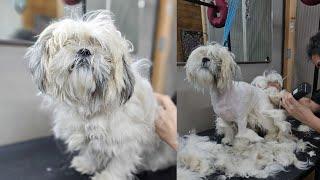 Unbelievable Dog Grooming Makeover
