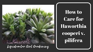 How to Care for Haworthia cooperi v. pilifera