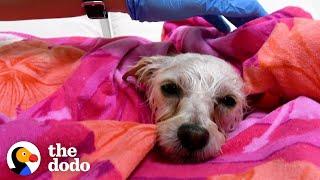 Terrified Stray Dog Finds The Perfect Family | The Dodo