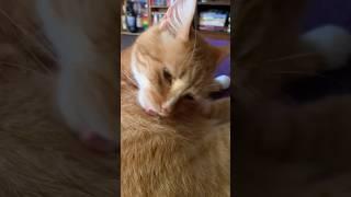 Axl the Cat Licking ASMR #asmr #shorts