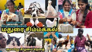 Madurai Pets Market Tour | Sunday pets market simmakkal |  #madurai  #pets  #madurai2madras