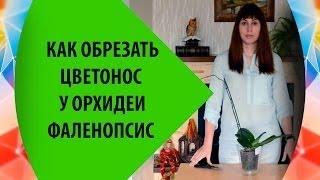 Как Обрезать Цветонос Орхидеи Фаленопсис