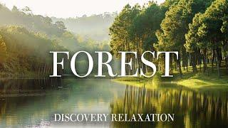 Forest 4K - Wonderful relaxing movie with soothing music