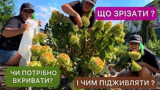 Догляд за волотистою гортензією восени. Готуємося до зими.