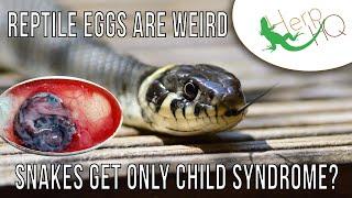 Reptile Eggs Talk to Each Other?!