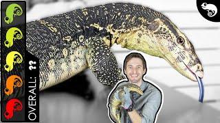 Asian Water Monitor, The Best Pet Lizard?