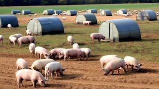 How Free Range Farms In America Raise Millions Of Pigs - Farming Documentary