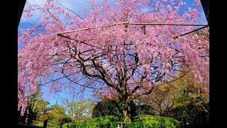 おうちでお花見 by 妙心寺退蔵院　Enjoy sakura at home by Taizoin Zen Buddhist temple