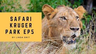 Will we find big cats, lions, leopards? | Wildlife photography in Kruger Park, South Africa - Ep.5