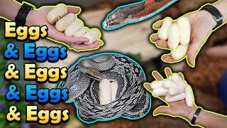 Snake Egg Compilation 2024!