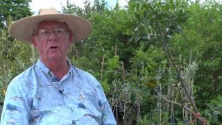 How to Grow Guava Trees