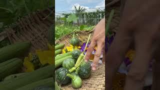 Harvesting vegetables #farming