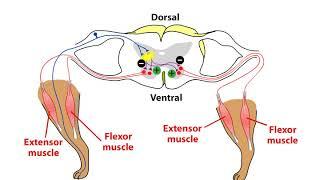 The Flexor reflex