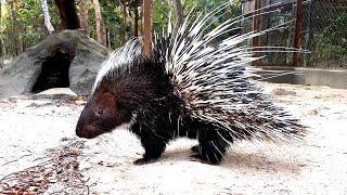 Phnom Tamao Zoological Park and Wildlife Rescue Center.