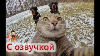 ПРИКОЛЫ С КОТАМИ! Самая смешная озвучка животных!