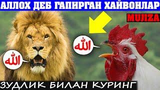 АЛЛОҲ ТАОЛОНИНГ МУЖИЗАЛАРИ 4-Қисм Ҳамма кӯрсин...